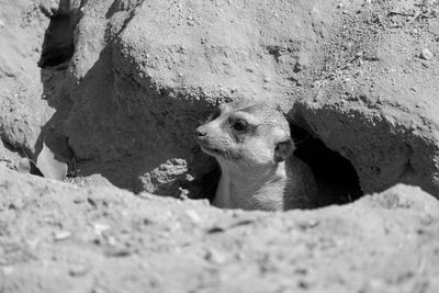 Close-up of cat sitting on rock