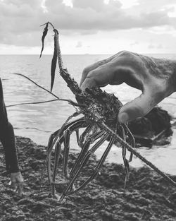 Cropped hand holding lobster at beach