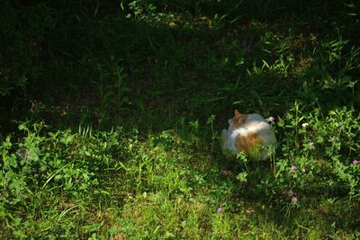 Plants growing on grassy field