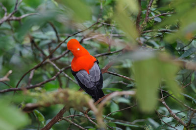 Bird perching on a branch