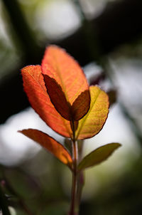 Close-up of orange flowering plant