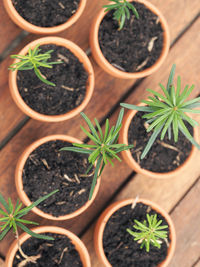 Directly above shot of potted plants