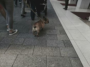 Close-up of dog on footpath