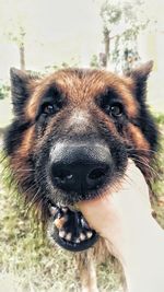 Close-up portrait of dog