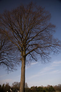 Bare tree against sky