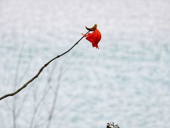 Red berries on branch against sea during winter