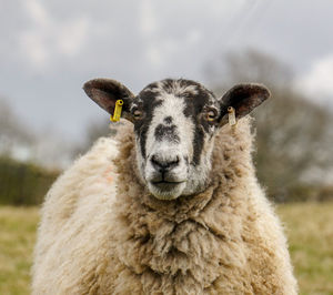 Portrait of sheep standing on field against sky