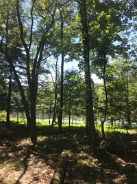 Trees in forest