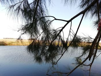 Reflection of bare trees in lake against sky