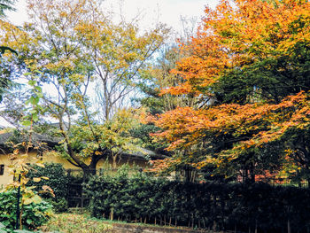 Close-up of trees against sky