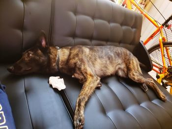 High angle view of a dog resting on sofa