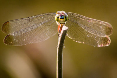 Close-up of dragonfly on flower