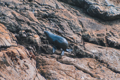 View of lizard on rock