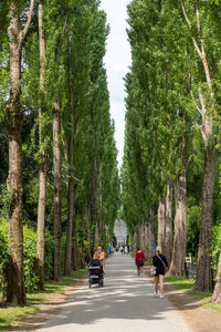 Rear view of people walking on road amidst trees in city