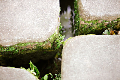 Square stone foot path over a pond in a garden