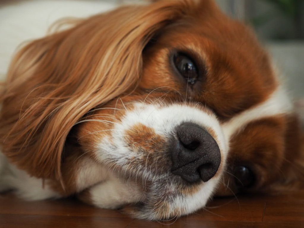 PORTRAIT OF DOG