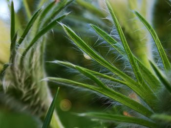 Close-up of fresh green plant