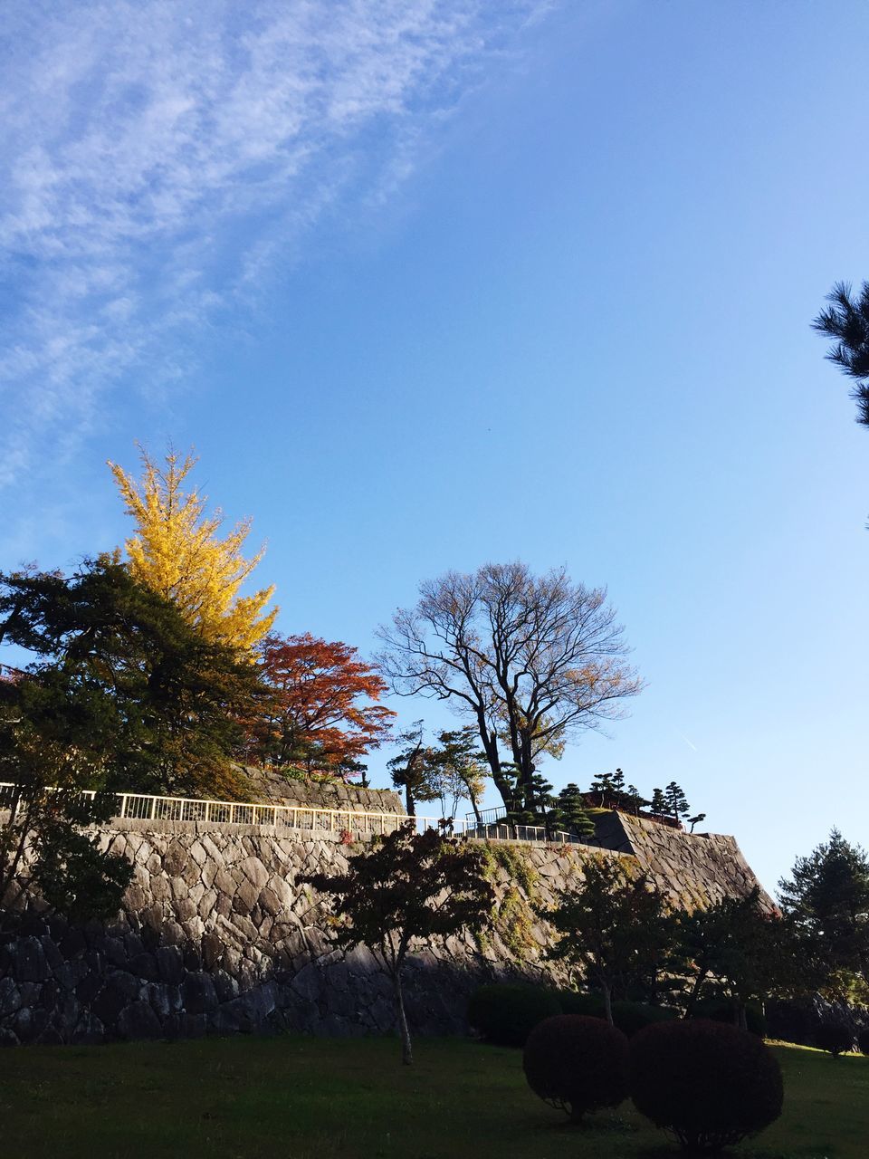 tree, clear sky, blue, built structure, architecture, sky, building exterior, copy space, field, grass, park - man made space, growth, sunlight, landscape, tranquility, nature, tranquil scene, bare tree, day, beauty in nature