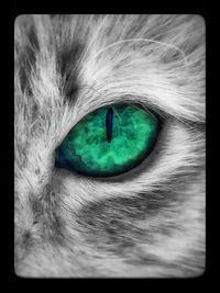 Close-up of animal eye