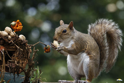 Close-up of squirrel