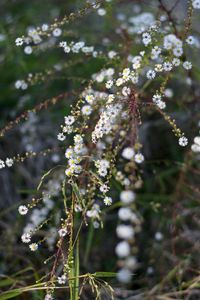 Close-up of flowers on tree