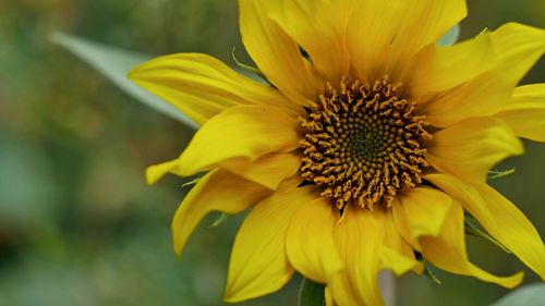 Close-up of yellow flower in park