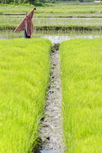 Plants growing in rice paddy