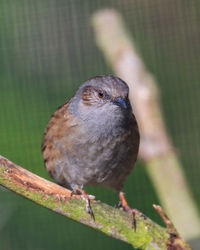 Close-up of bird perching on branch