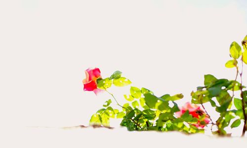 Close-up of red flowers over white background