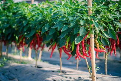 Close-up of fruits hanging on tree