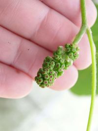 Close-up of hand holding leaf