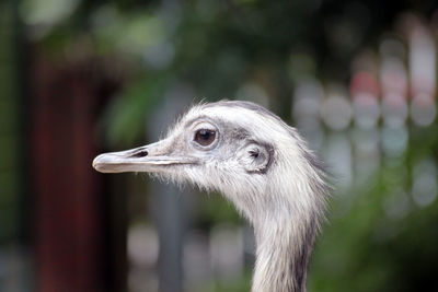 Close-up of bird