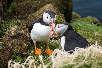 High angle view  of two puffins 