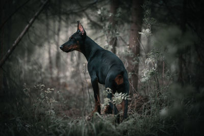 Dog standing on field in forest