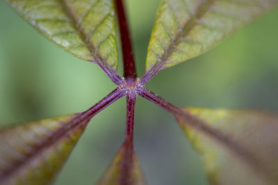 Close-up of leaf