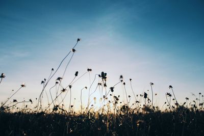 Plants growing on field at sunset