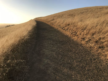 Scenic view of wheat field against clear sky