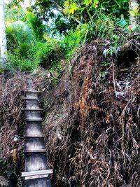 Low angle view of staircase in forest