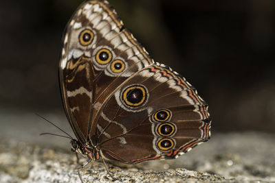 Blue morpho butterfly resting on the rock. morpho peleides