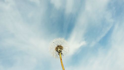 Low angle view of dandelion against sky