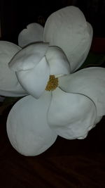 Close-up of white flower