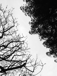 Low angle view of silhouette tree against clear sky