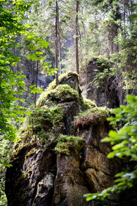 Low angle view of trees in forest