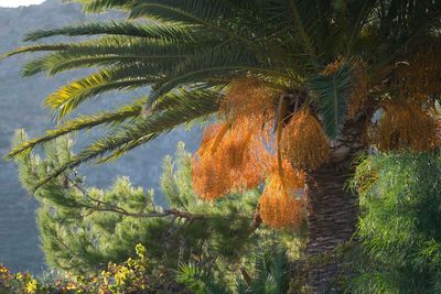 Palm tree against plants