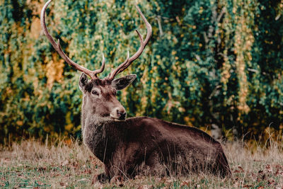 Portrait of a stag in the wild