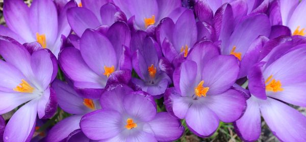 Close-up of purple flowers
