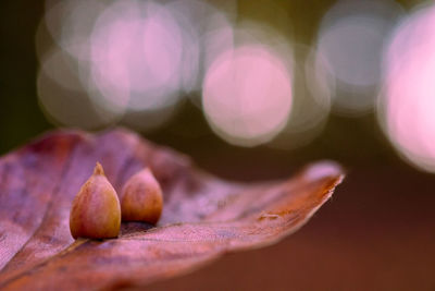 petal