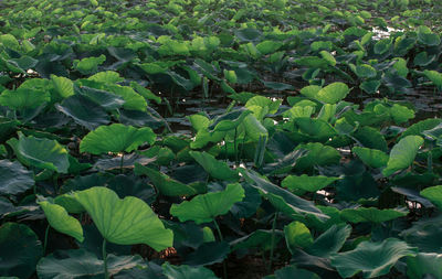 High angle view of plants growing on field