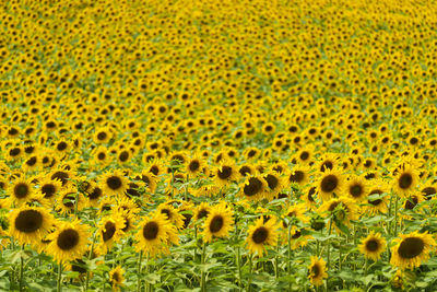 Full frame shot of sunflower field