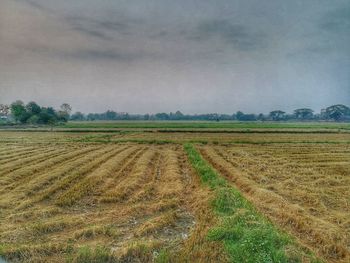 Scenic view of agricultural field against sky